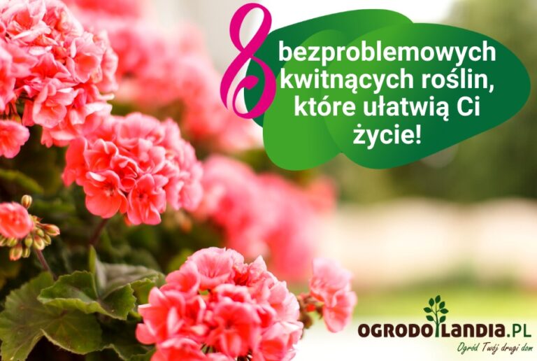 Kwitnące rośliny w ogrodzie