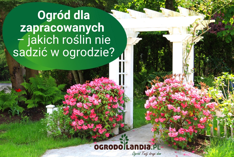 Ogród dla zapracowanych – jakich roślin nie sadzić w ogrodzie?