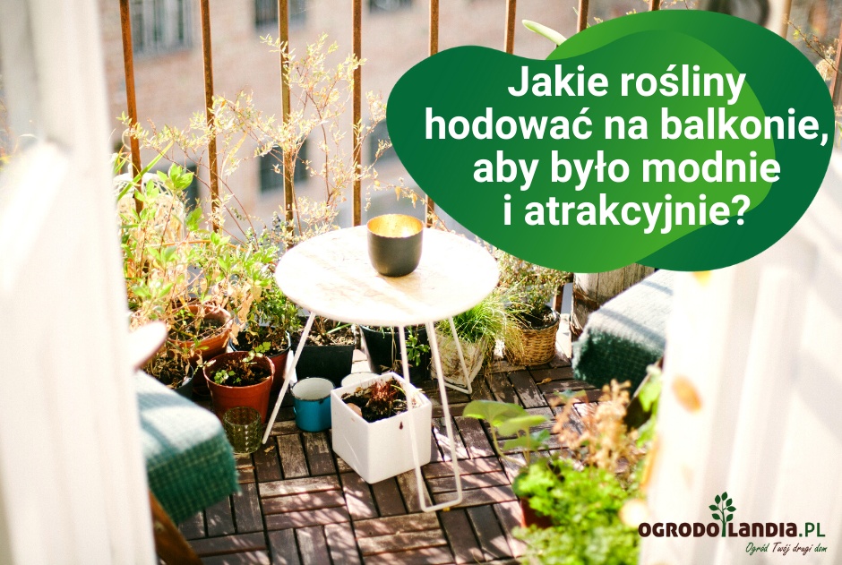 Jakie rośliny hodować na balkonie, aby było modnie i atrakcyjnie?
