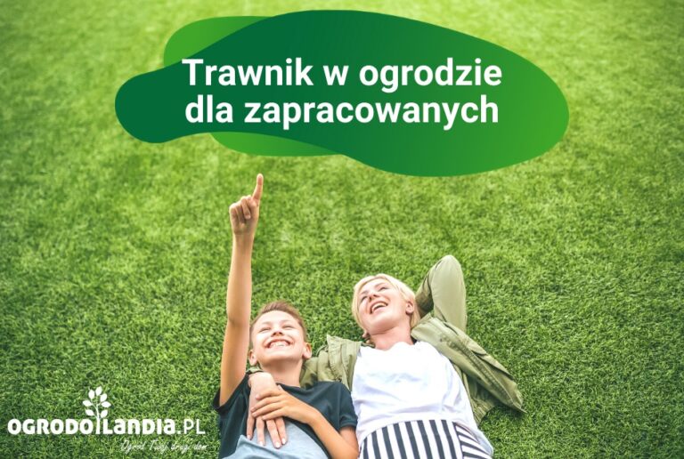 Trawnik w ogrodzie dla zapracowanych