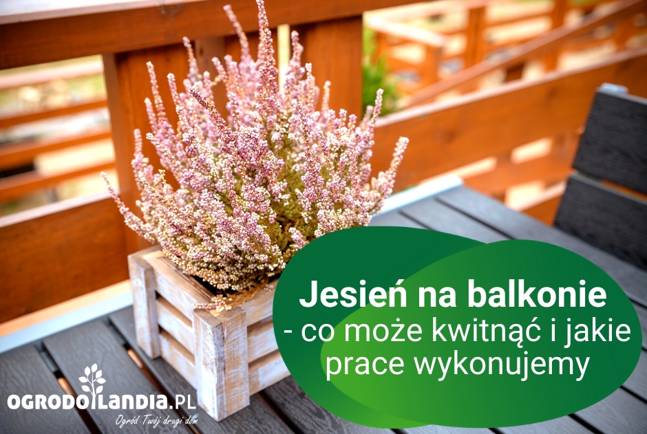 Jesień na balkonie - co może kwitnąć i jakie prace wykonujemy