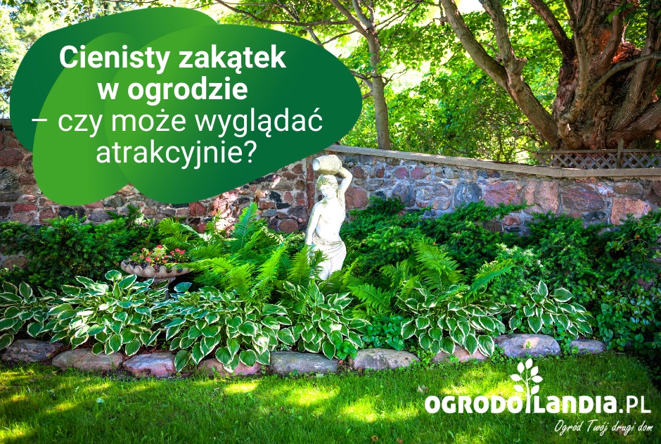 Cienisty zakątek w ogrodzie – czy może wyglądać atrakcyjnie?