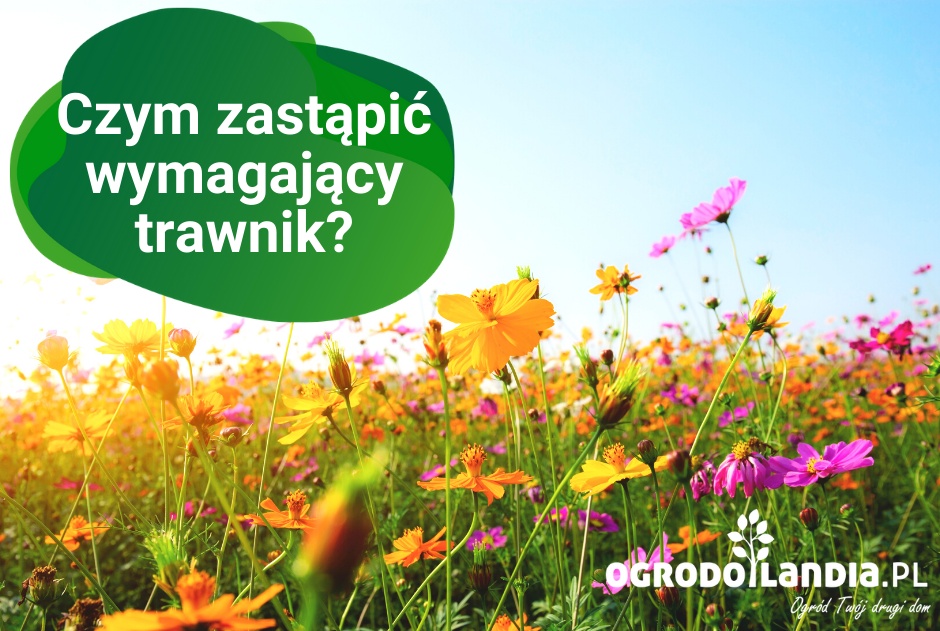 Czym zastąpić wymagający trawnik? Ogród dla zapracowanych
