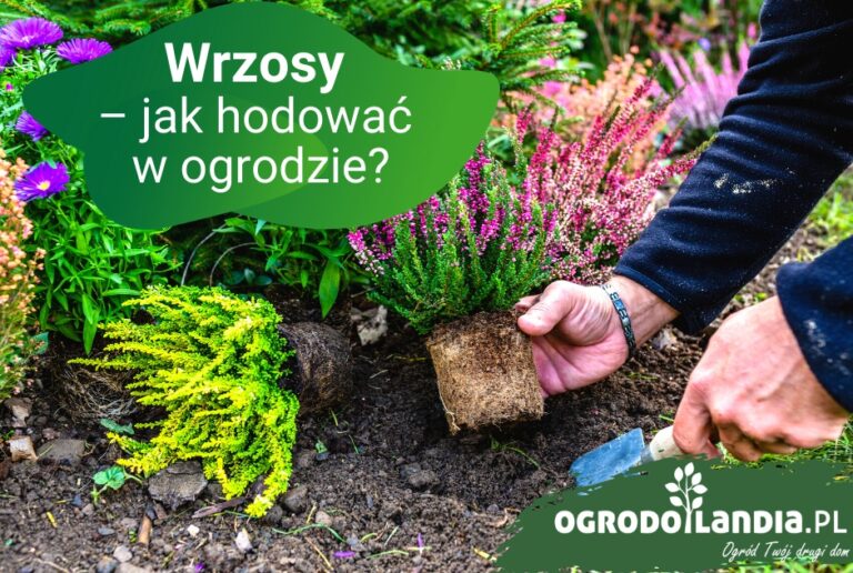 Kilka słów o wrzosach…