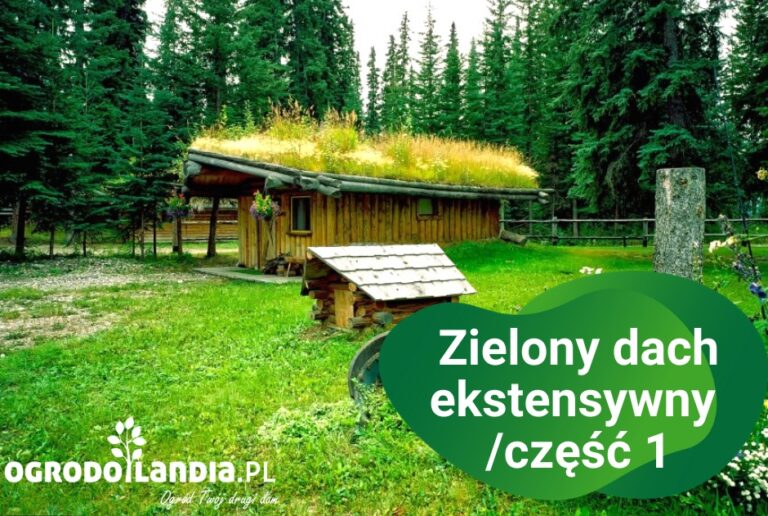Dach intensywny i ekstensywny
