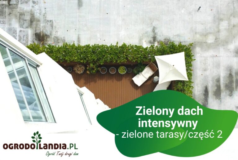 Zielone tarasy – a co to takiego?