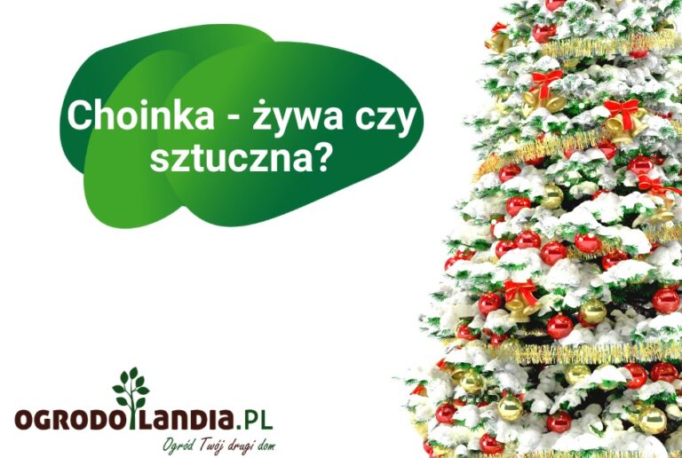 Choinka – żywa czy sztuczna?