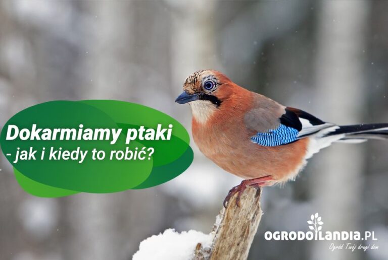 Dokarmiamy ptaki – jak i kiedy to robić