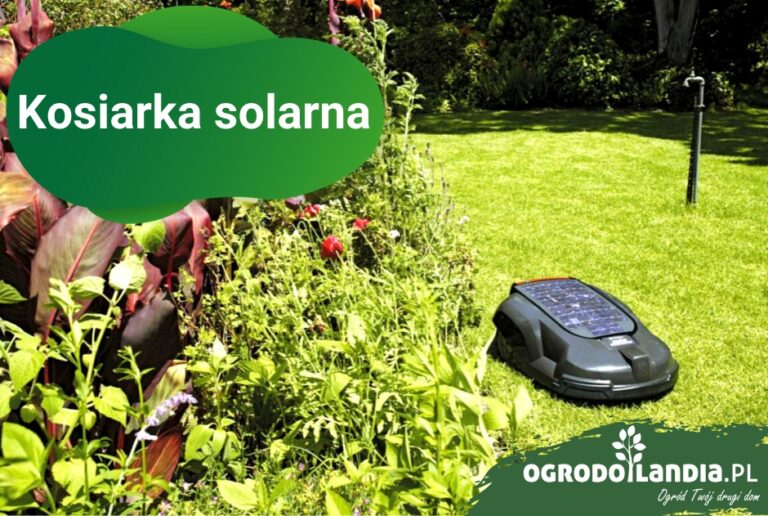 Kosiarka solarna – następca kosiarki elektrycznej i spalinowej