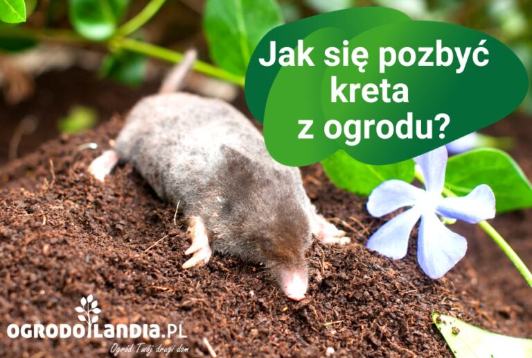 Kret w ogrodzie – jak się go pozbyć?