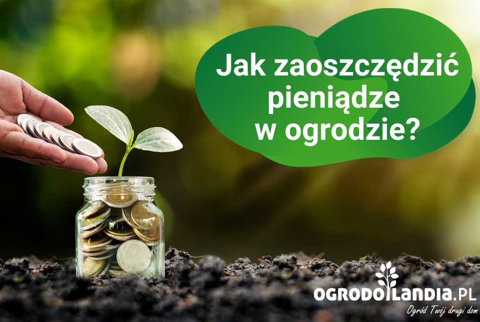 Jak zaoszczędzić pieniądze w ogrodzie?