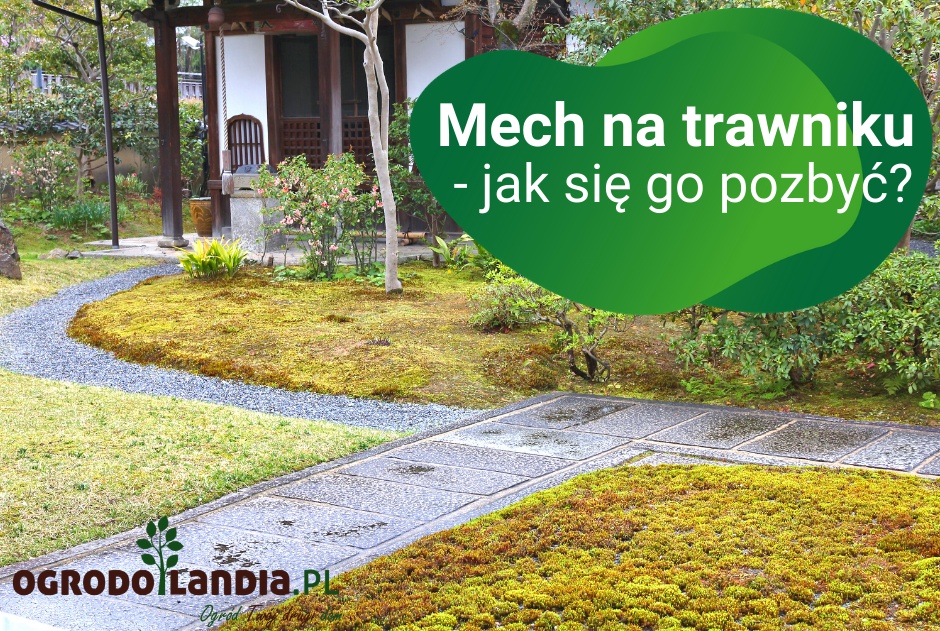 Mech na trawniku - jak się go pozbyć?