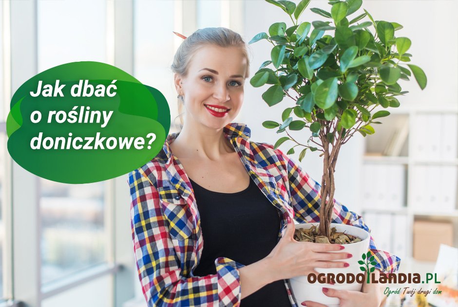 Rośliny doniczkowe - jak dbać o rośliny doniczkowe? Top 5 najbardziej wytrzymałych roślin do wnętrz
