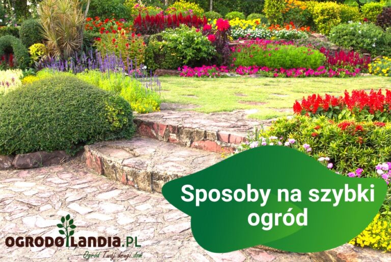 Sposoby na szybki ogród