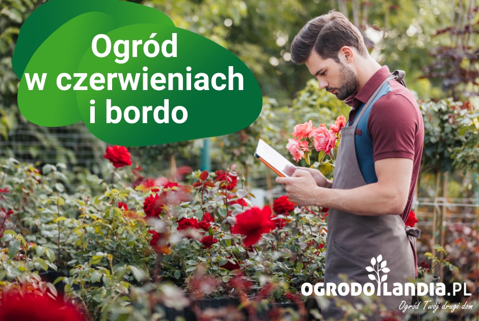 Ogród w czerwieniach i bordo