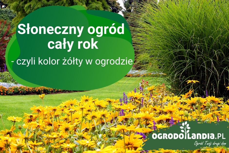 Słoneczny ogród cały rok - czyli kolor żółty w ogrodzie