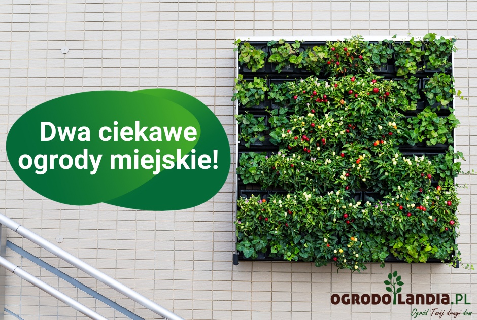 Dwa ciekawe ogrody miejskie - wertykalny w Bogocie i wiszący w Seulu