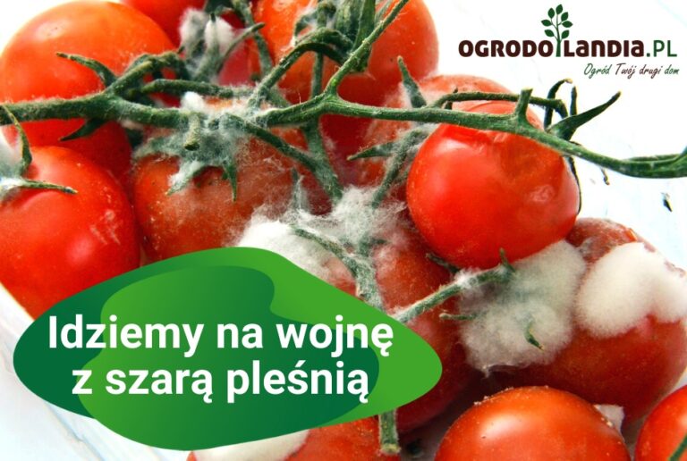 Szara pleśń