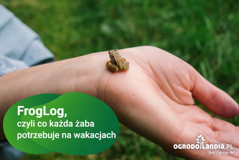 FrogLog, czyli co każda żaba potrzebuje na wakacjach