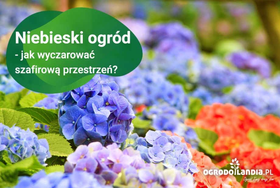 Niebieski ogród - jak wyczarować szafirową przestrzeń?