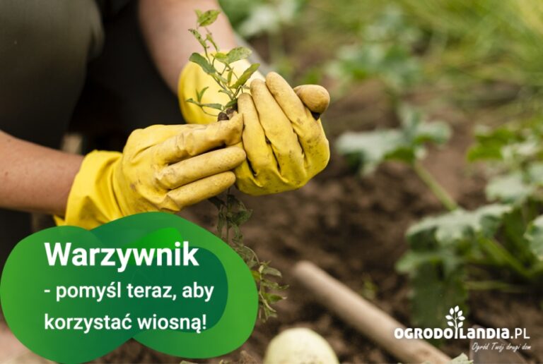 Warzywnik na wiosnę