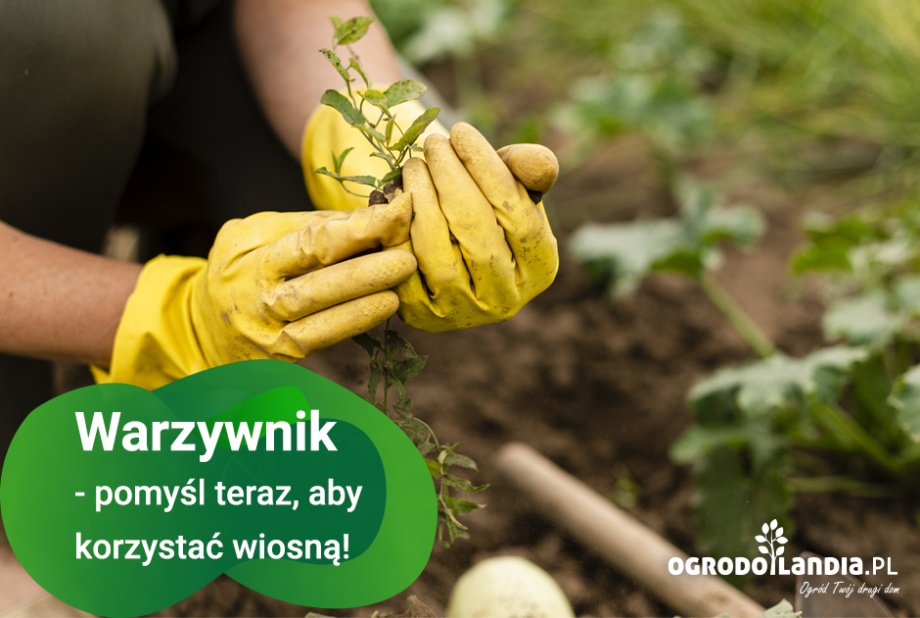 Warzywnik - pomyśl teraz, aby korzystać wiosną!