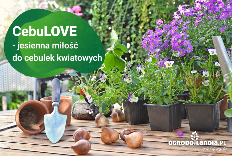 CebuLOVE - jesienna miłość do cebulek kwiatowych