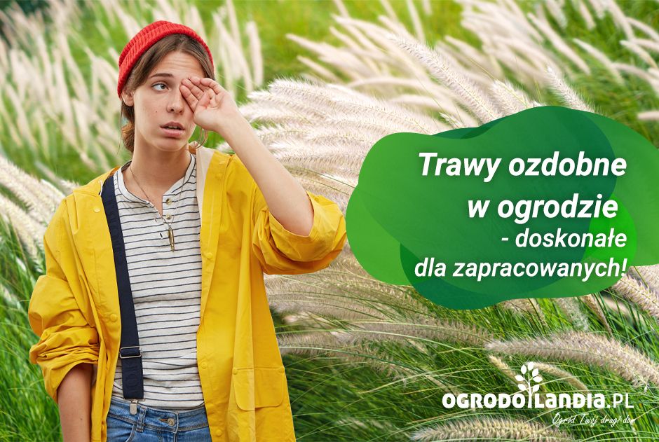 Trawy ozdobne w ogrodzie - doskonałe dla zapracowanych!