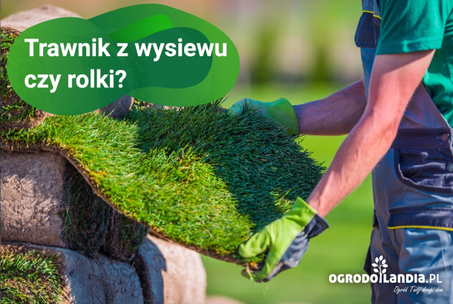 Trawnik z rolki czy z siewu? Wady i zalety