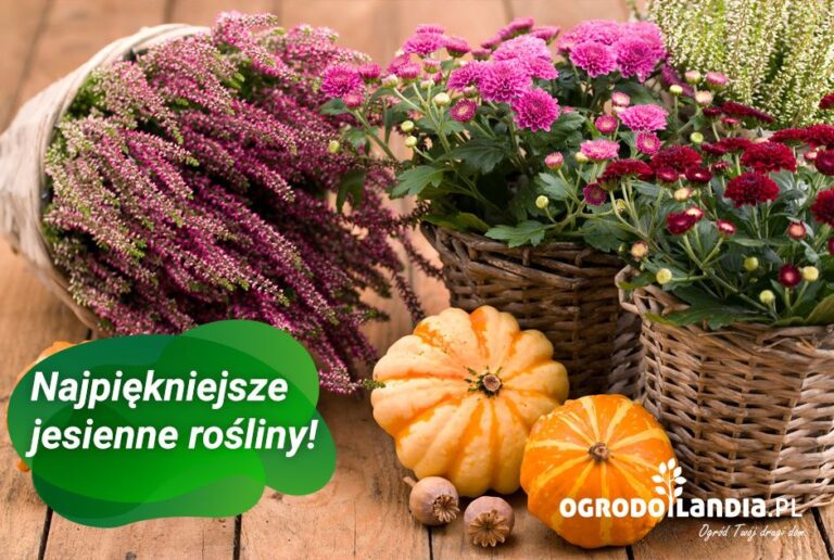 Co warto więc posadzić w ogrodzie, aby jesienią był piękny? Oto nasze propozycje.