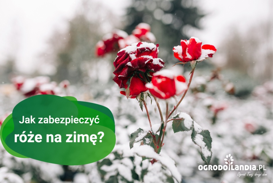 Jak zabezpieczyć róże na zimę?