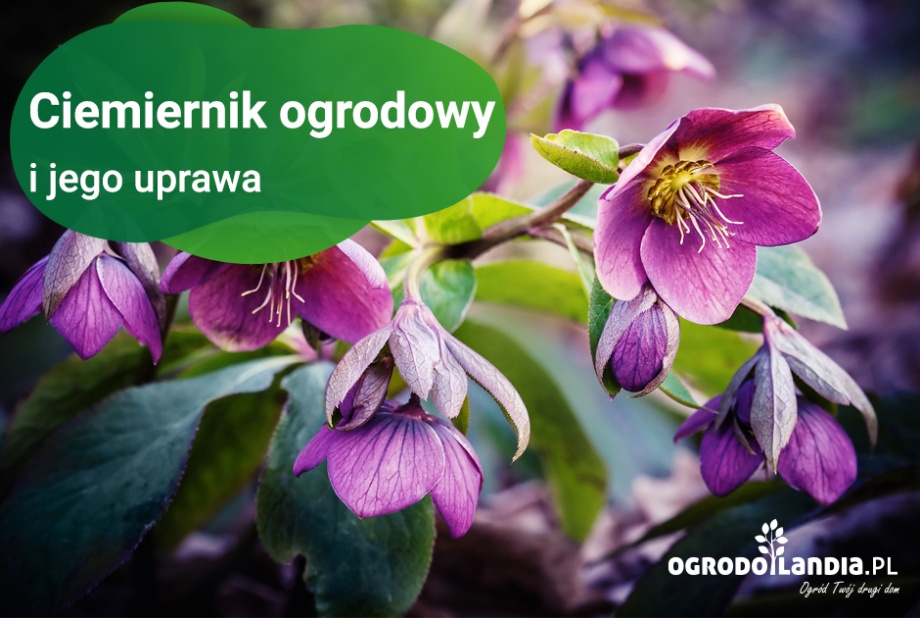 Ciemiernik ogrodowy i jego uprawa