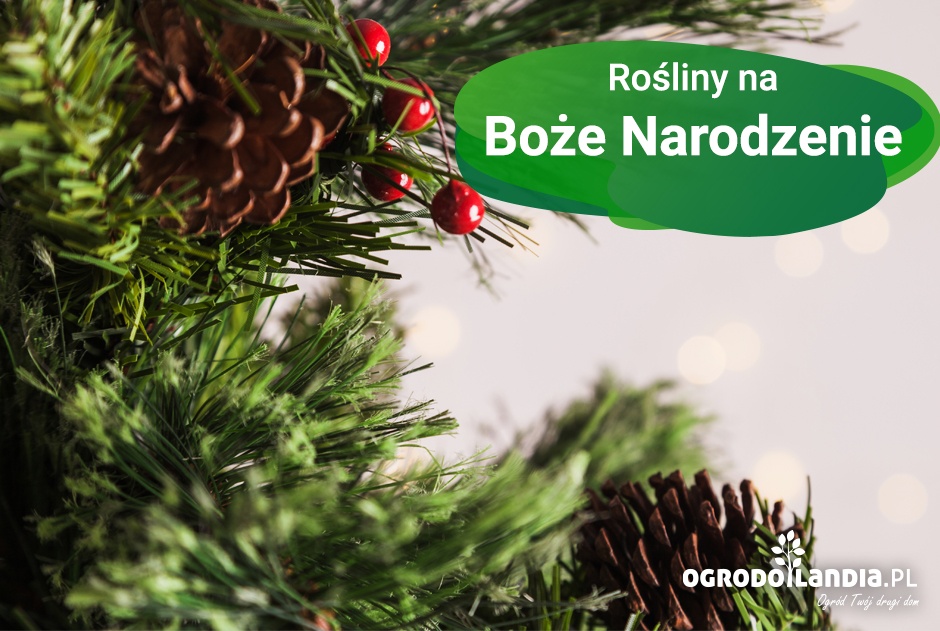 Rośliny na Boże Narodzenie