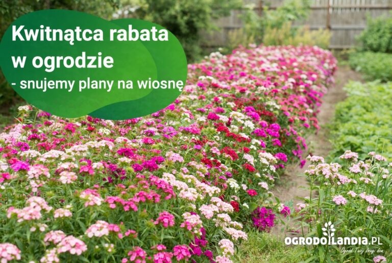 Kwitnąca rabata na wiosnę w Twoim ogrodzie