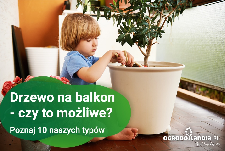 Drzewo na balkon - czy to możliwe? Poznaj 10 naszych typów
