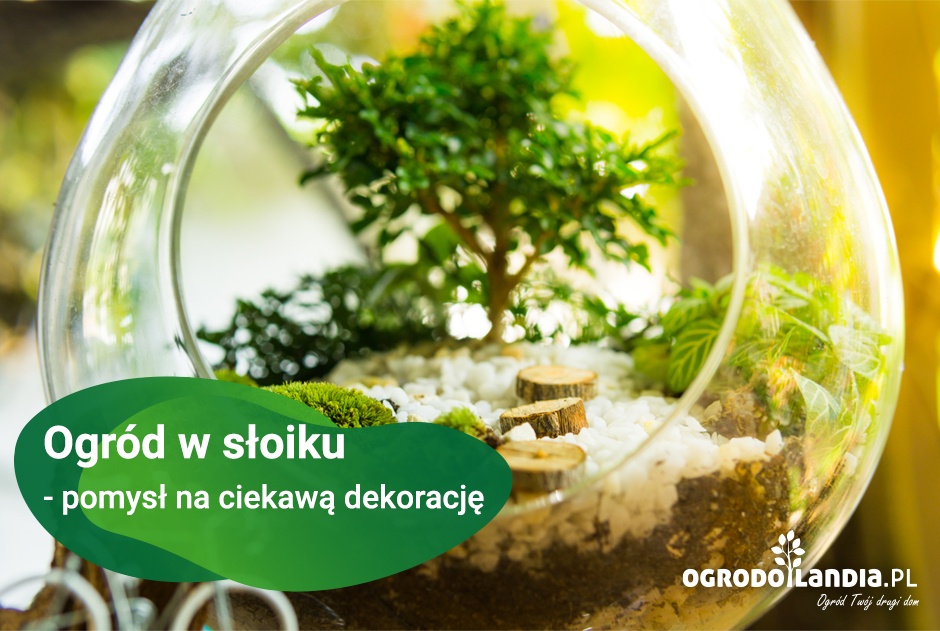 Ogród w słoiku - pomysł na ciekawą dekorację
