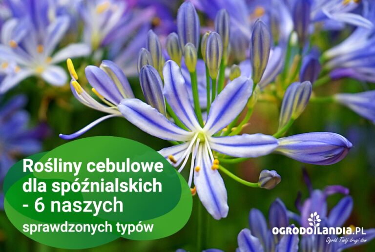 Rośliny cebulowe dla spóźnialskich