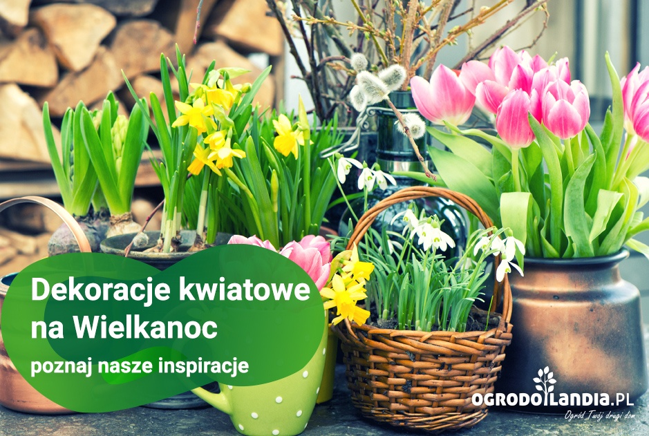 Dekoracje kwiatowe na Wielkanoc - poznaj nasze inspiracje
