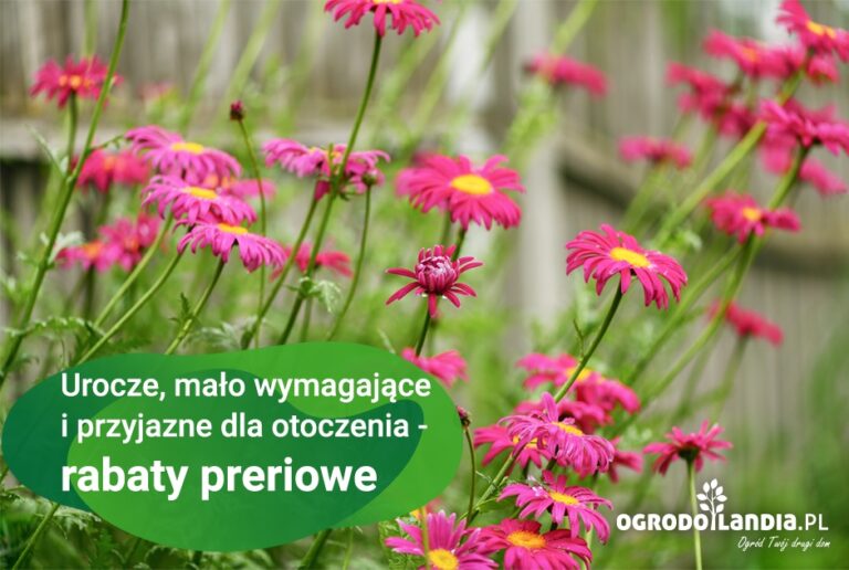 Rabaty preriowe – dlaczego warto?