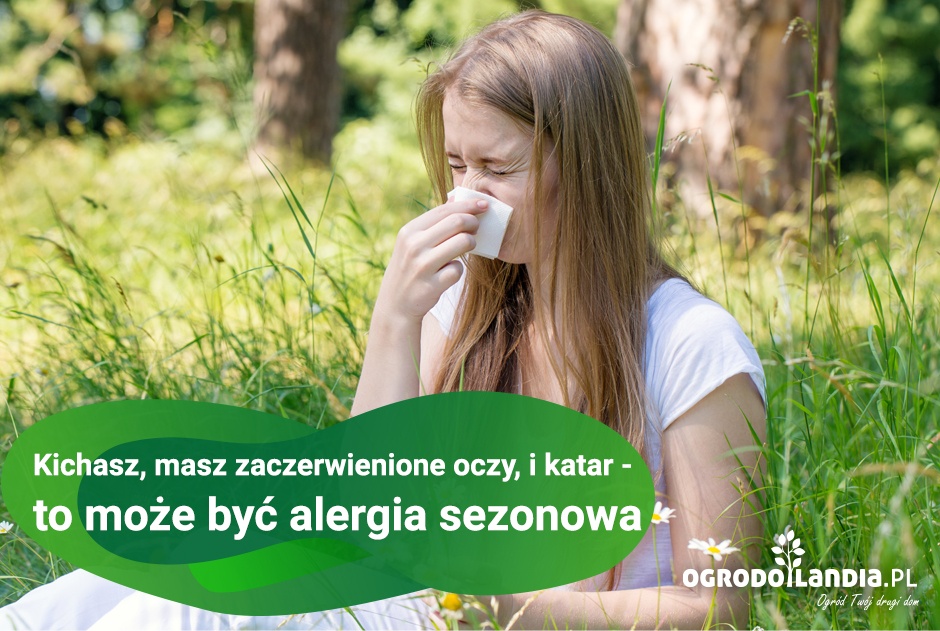 Kichasz, masz zaczerwienione oczy, i katar - to może być alergia sezonowa