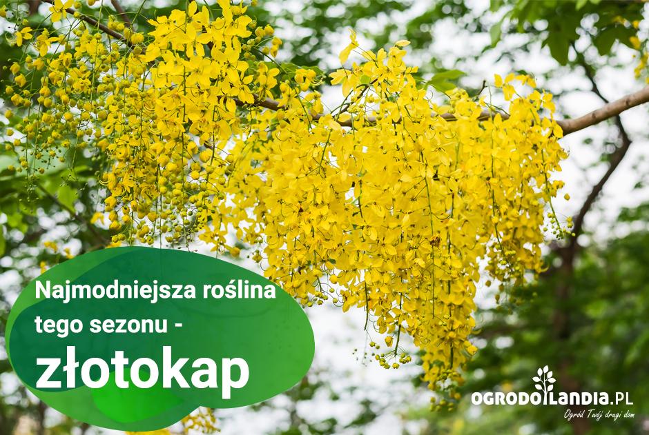Najmodniejsza roślina tego sezonu - złotokap
