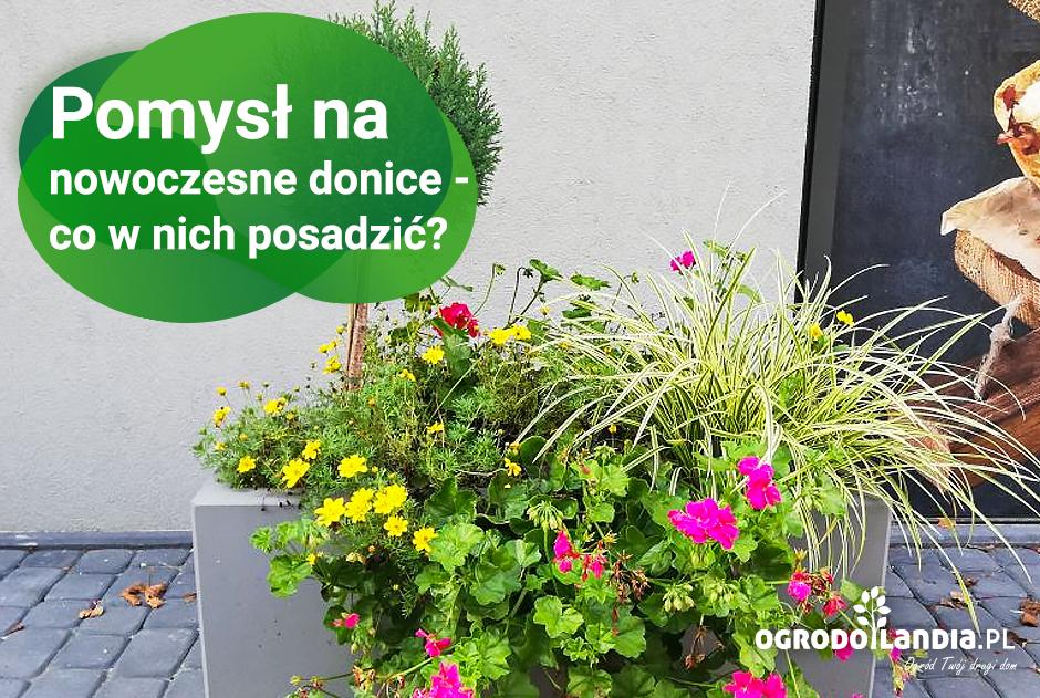 Pomysł na nowoczesne donice - co w nich posadzić?