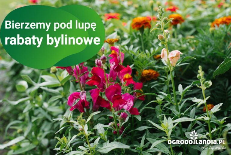 Modny, czy idealny? A może jedno i drugie …