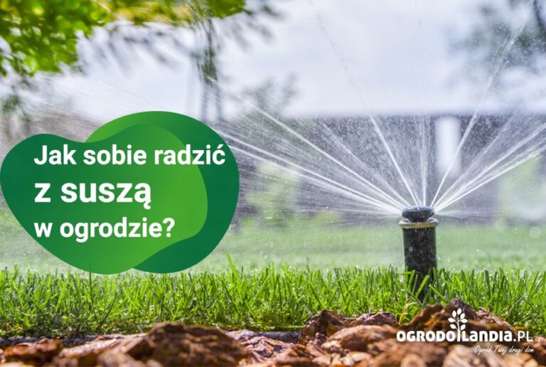 Jak podlewać rośliny?