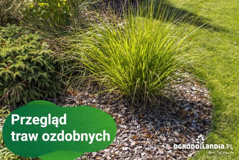 Trawy ozdobne – przegląd