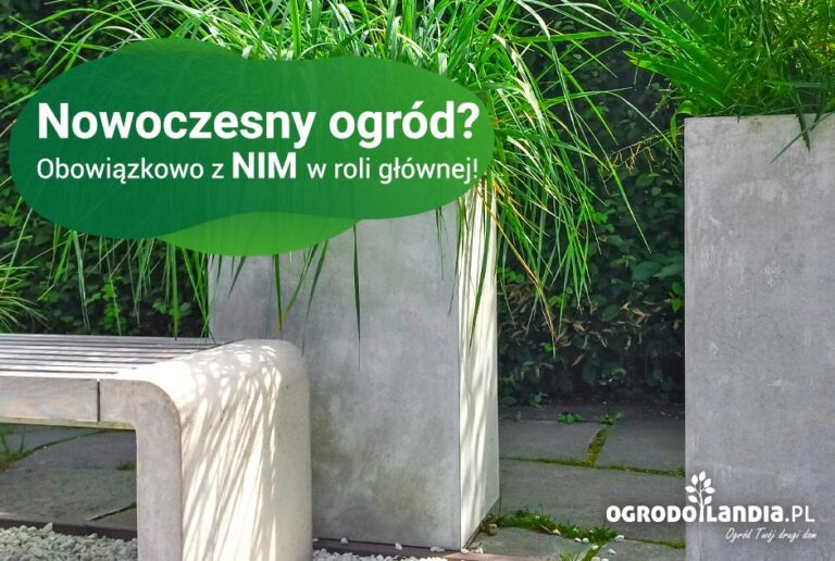 Beton architektoniczny w nowoczesnym ogrodzie