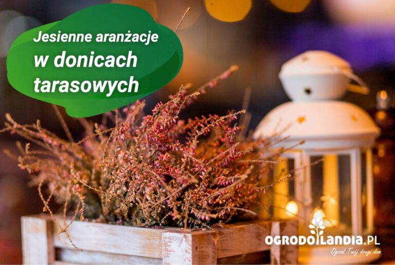 Jesienne aranżacje w donicach tarasowych