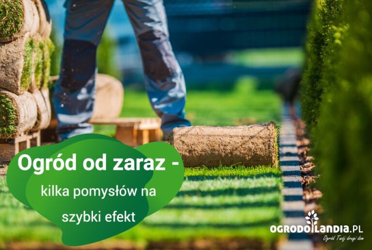 Sposoby na szybki ogród