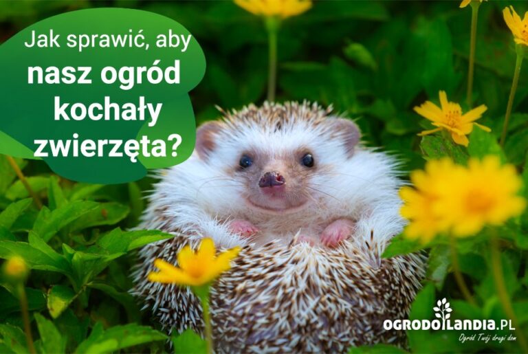 Zwierzęta w ogrodzie