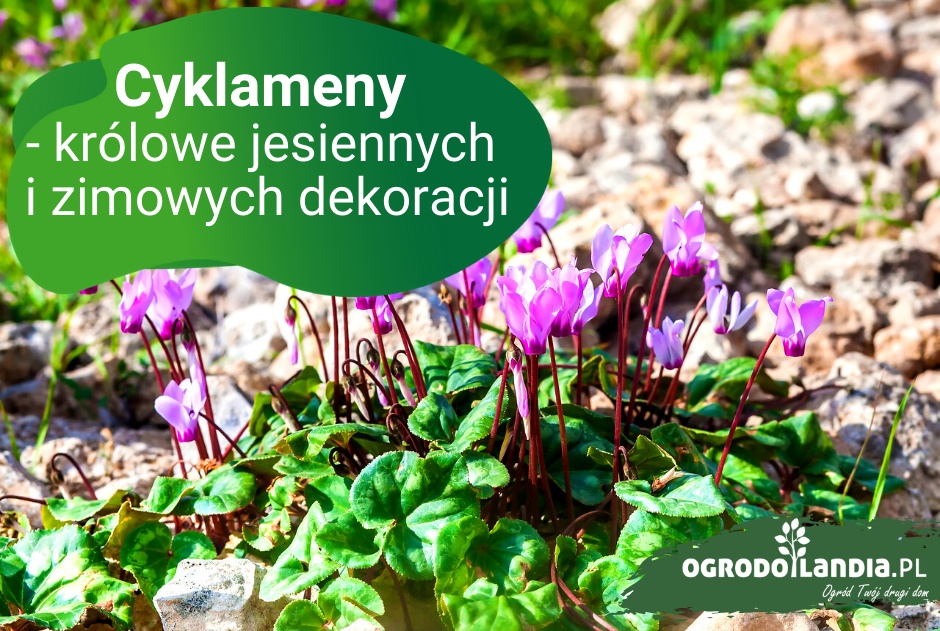 Cyklameny - królowe jesiennych i zimowych dekoracji. Do donicy czy do gruntu?